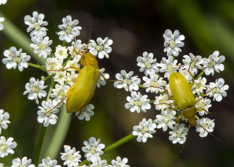 Cteniopus sulphureus, Tenebrionidae Alleculinae